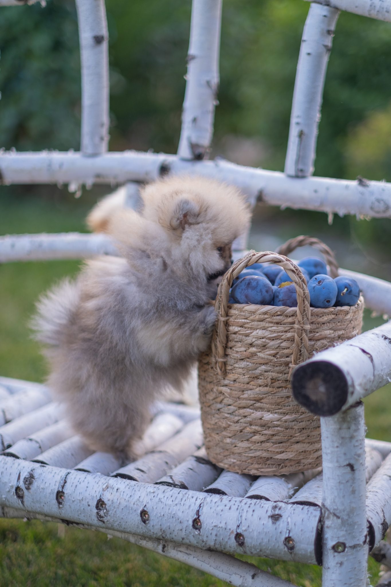 Wolf Sable - NW Poms
